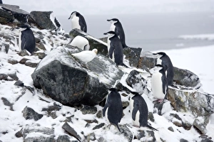 Chinstrap Penquins - On Half Moon Island just arrived on breeding grounds with a Snowy Chinstrap Penquins - On Half Moon Island just arrived on breeding grounds with a Snowy