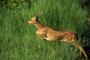Chital / Spotted / Axis DEER - leaping through grass