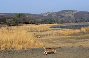 CHITAL / Spotted Deer - fleeing from Bengal / Indian Tiger CHITAL / Spotted Deer - fleeing from Bengal / Indian Tiger