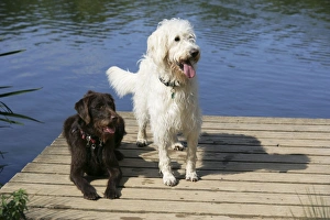 Chocolate labradoodle + Cream labradoodle on wooden platform Chocolate labradoodle + Cream labradoodle on wooden platform