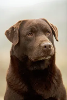 Chocolate Labrador -close-up of face Chocolate Labrador -close-up of face