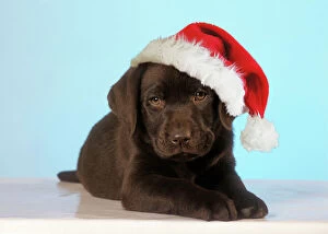 Santa Collection: Chocolate Labrador Dog - puppy wearing Christmas hat Digital Manipulation: Hat Su