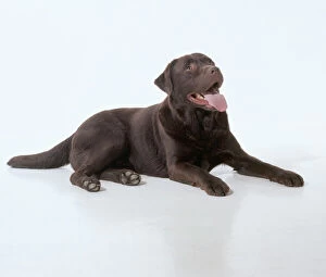 Temperature Control Collection: Chocolate Labrador JD 15280 Studio shot laying down, mouth open panting