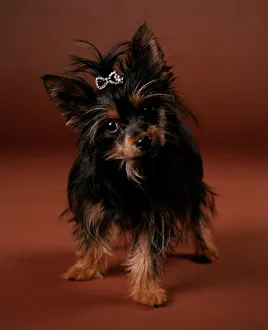 Chorkie Dog - crossbreed between Yorkshire Terrier and a Chihuahua Chorkie Dog - crossbreed between Yorkshire Terrier and a Chihuahua
