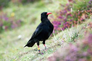 Crows And Jays Gallery: Red Billed Chough Collection