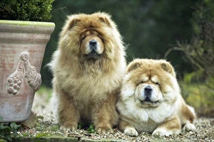 Chow Chow Dogs - two sitting together
