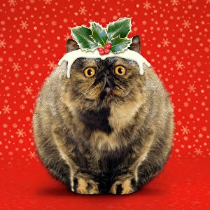 Christmas Pudding Cat - Exotic short-haired tortoiseshell
