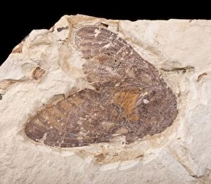Cicada Fossil