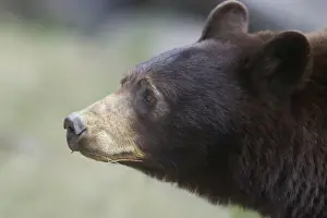 Cinnamon Black Bear Print - Canadian Rocky Mountains