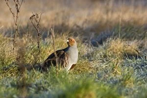 CK-4610 Grey Partridge - male on rough grassland frost, early morning