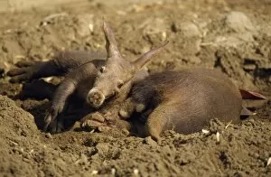 CLA-6 Aardvark - young & mother in sand wallow