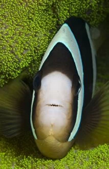 Clarks Anemonefish in anemone