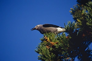 Clark's Nutcracker - harvesting seed from Whitebark pine tree. Subalpine meadow Clark's Nutcracker - harvesting seed from Whitebark pine tree. Subalpine meadow
