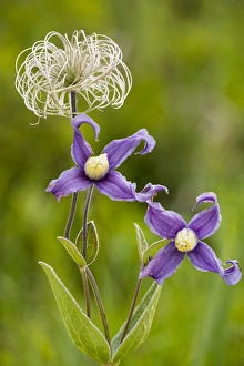 Clematis integrifolia in flower and fruit Clematis integrifolia in flower and fruit