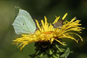 Cleopatra (left) and Large Skipper Butterfly (Ochlodes venata Cleopatra (left) and Large Skipper Butterfly (Ochlodes venata