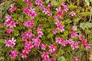 Cliff-Primrose / Smooth Douglasia Cliff-Primrose / Smooth Douglasia