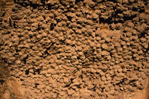Cliff Swallow Nests Cliff Swallow Nests