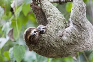 Close up of a Brown-throated Sloth and her baby