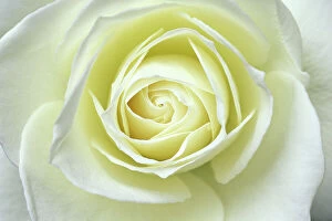 Images Dated 12th November 2009: Close up details of white rose