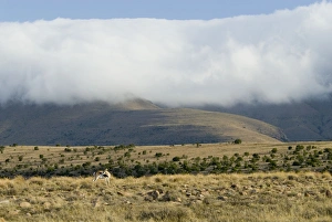 Cloud blanket enveloping mountain tops with springbok (Antidorcas marsupialis Cloud blanket enveloping mountain tops with springbok (Antidorcas marsupialis