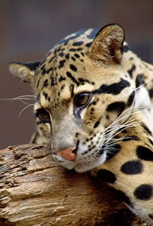 Leopard Collection: Clouded Leopard - close-up of face - India - Indochina
