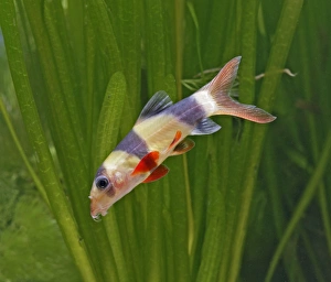 Clown loach / Tiger loach - side view, tropical freshwater Clown loach / Tiger loach - side view, tropical freshwater