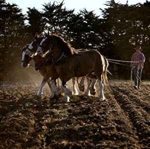 Clydesdale horses pulling a two-furrow plough. Northwest Tasmania, Australia Clydesdale horses pulling a two-furrow plough. Northwest Tasmania, Australia