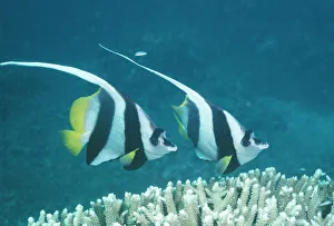 Coachman / Featherfin Coralfish / Longfin Bannerfish / Long-finned Bannerfish / Pennant Coachman / Featherfin Coralfish / Longfin Bannerfish / Long-finned Bannerfish / Pennant