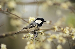 Coal TIT - In blackthorn hedge Coal TIT - In blackthorn hedge