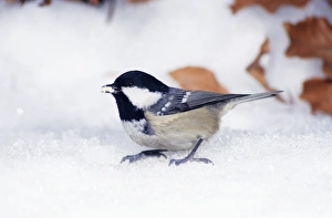 Coal TIT - In snow on ground in winter Coal TIT - In snow on ground in winter