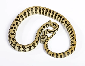 Coastal Carpet Python - Mcdowelli sub-species - Jaguar mutation Coastal Carpet Python - Mcdowelli sub-species - Jaguar mutation