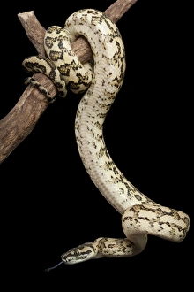 Coastal Carpet Python - Mcdowelly sub-species Coastal Carpet Python - Mcdowelly sub-species