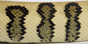 Coastal Carpet Python - detail of the skin - Mcdowelli sub-species - Jaguar mutation Coastal Carpet Python - detail of the skin - Mcdowelli sub-species - Jaguar mutation