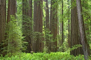 Woodland Collection: Coastal Redwood forest - Stout Grove Redwood National Park California, USA LA000802
