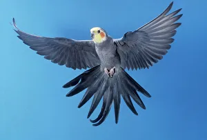 <b class=qtipBold><figcaption>COCKATIEL - in flight</figcaption></b><br>JD-16246 COCKATIEL - in flight Nymphicus hollandicus John Daniels Please note that prints are for personal display purposes only and may not be reproduced in any way.<br><em>© John Daniels / ardea.com</em> COCKATIEL - in flight