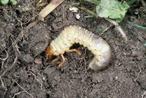Cockchafer Larva - in soil
