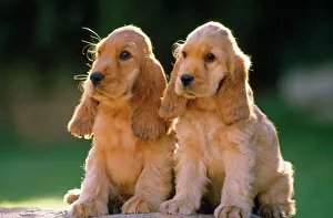 Cocker Spaniel Dogs - puppies Cocker Spaniel Dogs - puppies