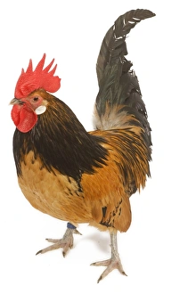 Cockerel - breed - Bassette liegeoise - in studio Cockerel - breed - Bassette liegeoise - in studio