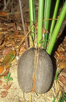 Images Dated 30th December 2004: Coco-de-mer / Maldive Coconut - Seed on ground