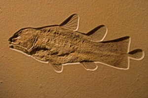 Coelacanth Fossil - Germany