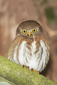 Colima Pygmy Owl (Owls, Birds, Animals) Collection