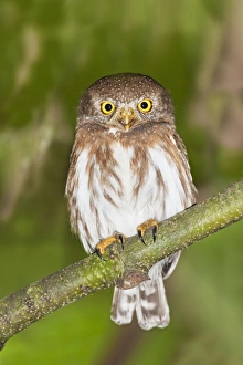 Colima Pygmy Owl (Owls, Birds, Animals) Collection