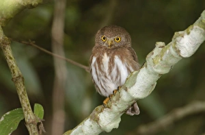 Colima Pygmy-Owl - (formerly Least Pygmy Owl) Colima Pygmy-Owl - (formerly Least Pygmy Owl)