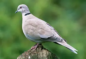 Prints of JD-17303 Collared DOVE Streptopelia decaocto John Daniels Please note that prints are for personal display purposes only and may not be reproduced in any way. Related Prints: Collared Dove Print - Perched Bird