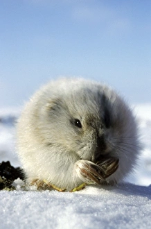 Collared Lemming feeding on dwarf willow in winter