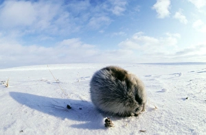 Collared Lemming - adult in winter fur, feeds on buds and bark of dwarf willow sprouts Collared Lemming - adult in winter fur, feeds on buds and bark of dwarf willow sprouts