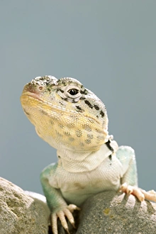 Collared Lizard - Front view, close up Collared Lizard - Front view, close up