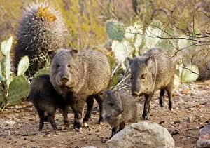 Families Gallery: Collared Peccaries / Javelinas - Family group in the desert of south-west Arizona