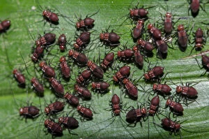 Booklouse Gallery: Colony of juvenile Barklice - on leaf - Klungkung, Bali, Indonesia Date: 05-Nov-04