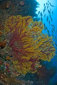 Misool Gallery: Colorful sea fan or gorgonian coral, Raja
